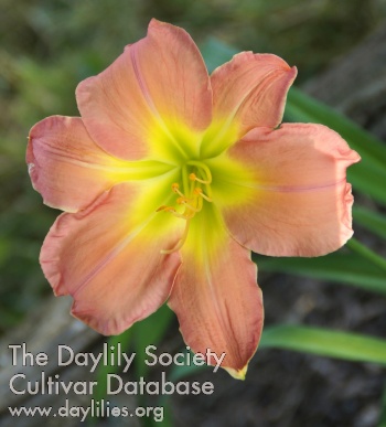 Daylily Blue Happiness